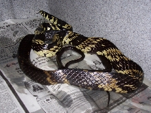 Female Spilotes