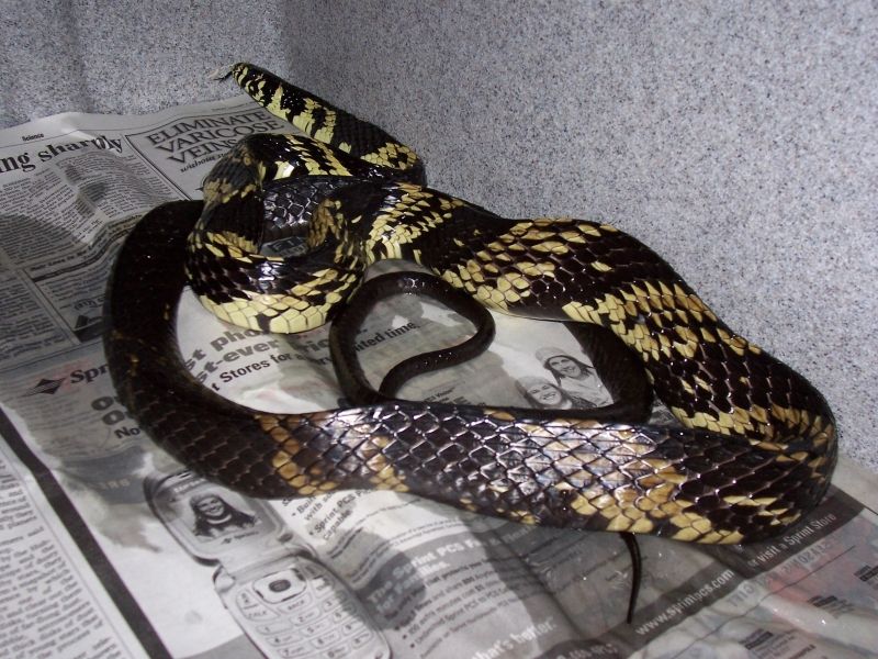 Female Spilotes