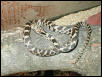 Black Rat Juvenile?