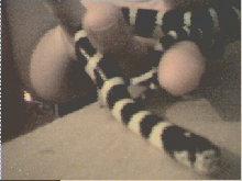 cali kingsnake