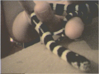 cali kingsnake