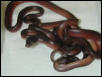 Barneck Scub Pythons