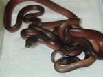 Barneck Scub Pythons