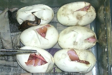 amel eggs