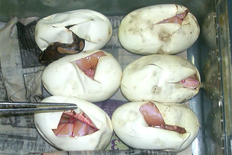 amel eggs