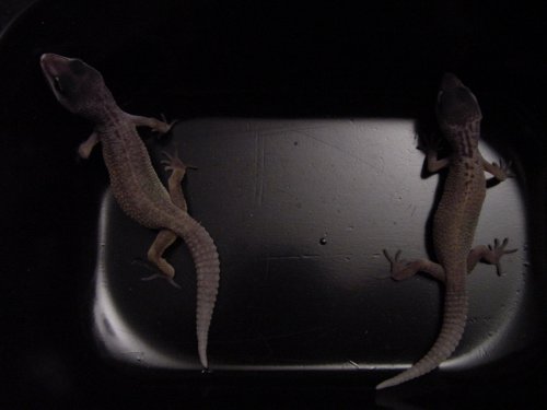 Blizzard babies