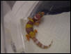 Rainwater hatchling
