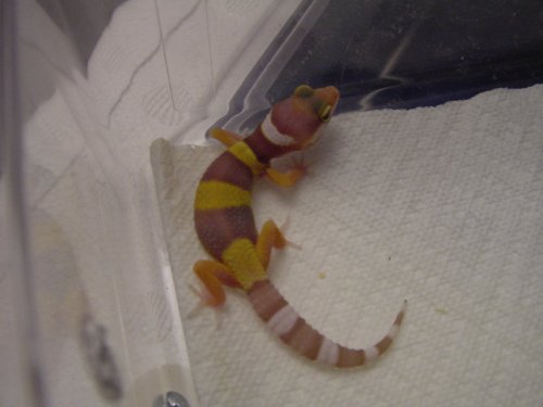Rainwater hatchling