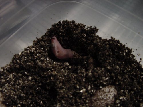 Hatching