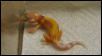 Striped Rainwater Albino