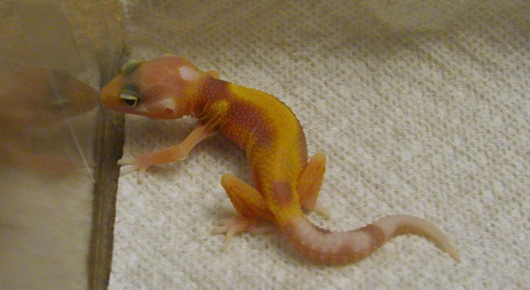 Striped Rainwater Albino