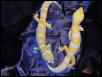 Rainwater Albino vs. Tremper Albino