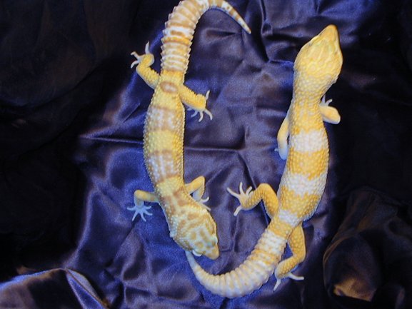 Rainwater Albino vs. Tremper Albino