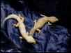 Tremper Albino vs Tremper Albino