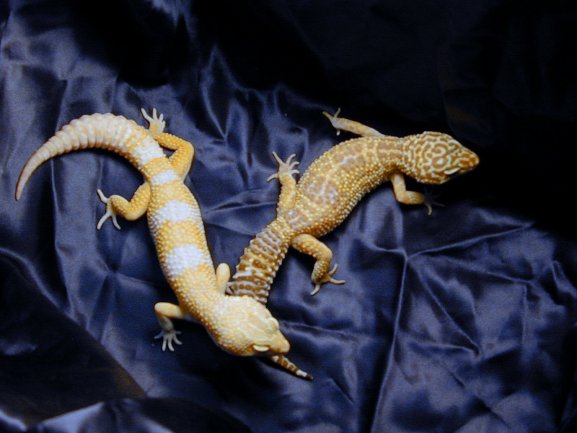 Tremper Albino vs Tremper Albino