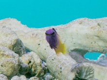 Saltwater - Austin Aquariums