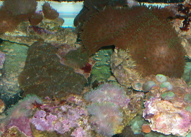 Saltwater Photos