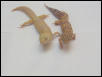 Light and dark phases of Tremper albinos