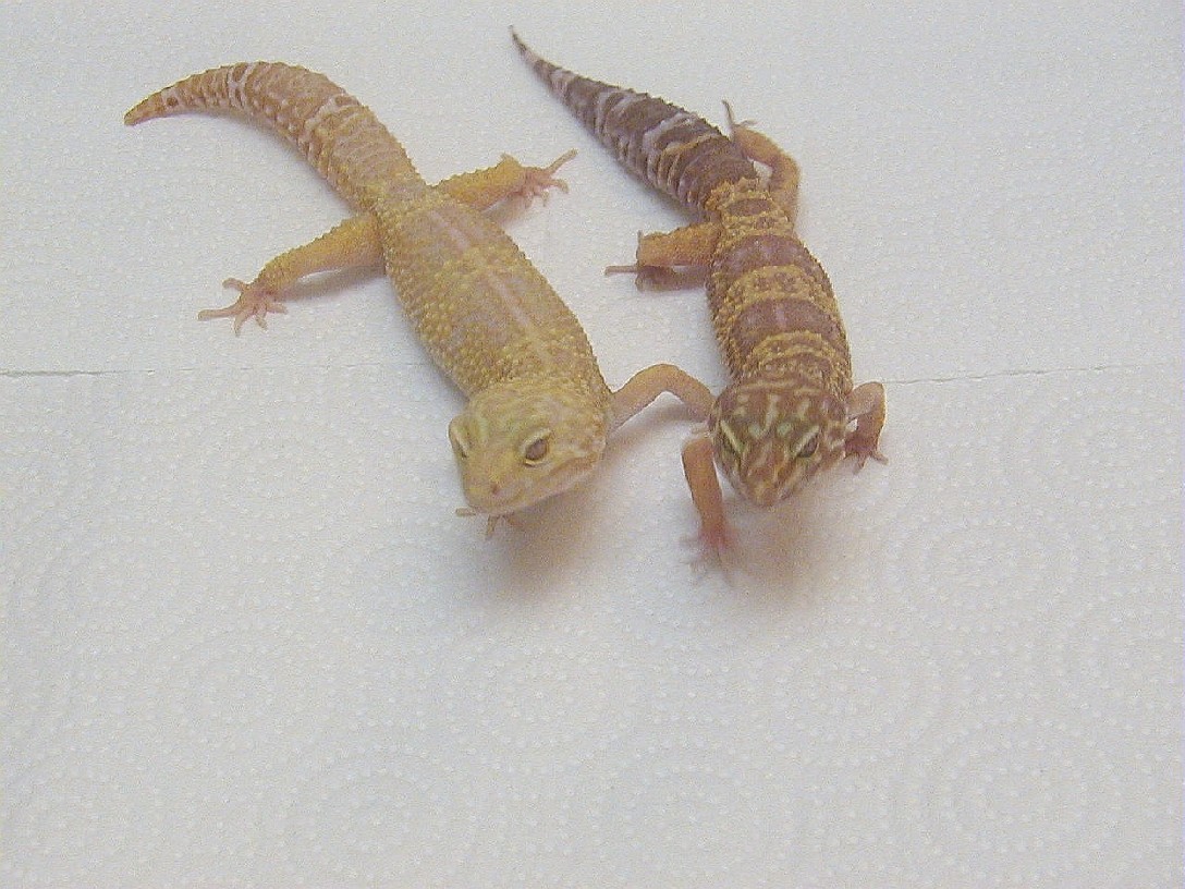 Light and dark phases of Tremper albinos
