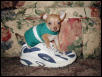 My little chi