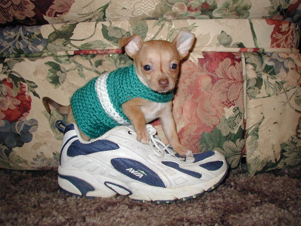 My little chi