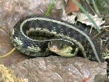 Chicago Garter Snake in Defensive Coil