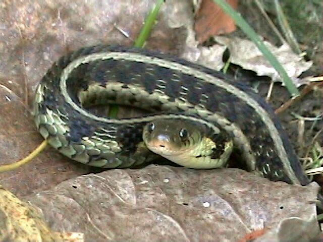 Chicago Garter Snake in Defensive Coil