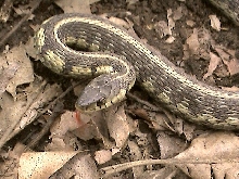 Chicago Garter Snake in Defensive Posture (Figure-8)