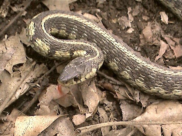 Chicago Garter Snake in Defensive Posture (Figure-8)