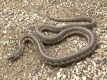 Chicago Garter Snake