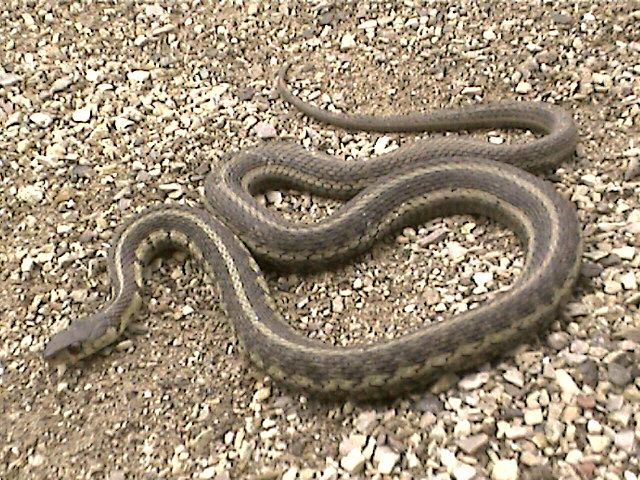 Chicago Garter Snake
