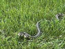 Chicago Garter Snake In The Grass