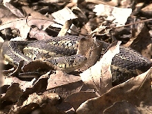 Chicago Garter Snake Basking On a Warm Winter Day