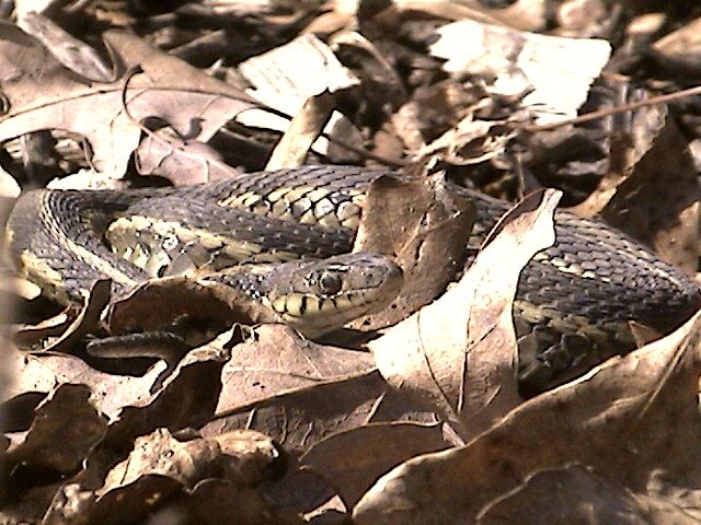 Chicago Garter Snake Basking On a Warm Winter Day