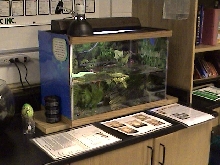 Midland Painted Turtle Beautiful Captive Habitat
