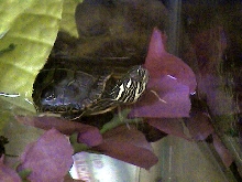 Sleeping Little Painted Turtle