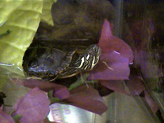 Sleeping Little Painted Turtle