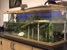 Reeve's Turtle Aquarium Setup