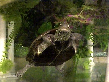 Stunning Reeve's Turtle