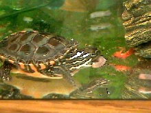 Young Midland Painted Eating Earthworm