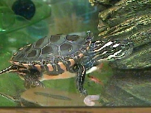 Bronsky, A Midland Painted Turtle