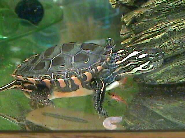 Bronsky, A Midland Painted Turtle