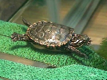 It's Super Turtle!