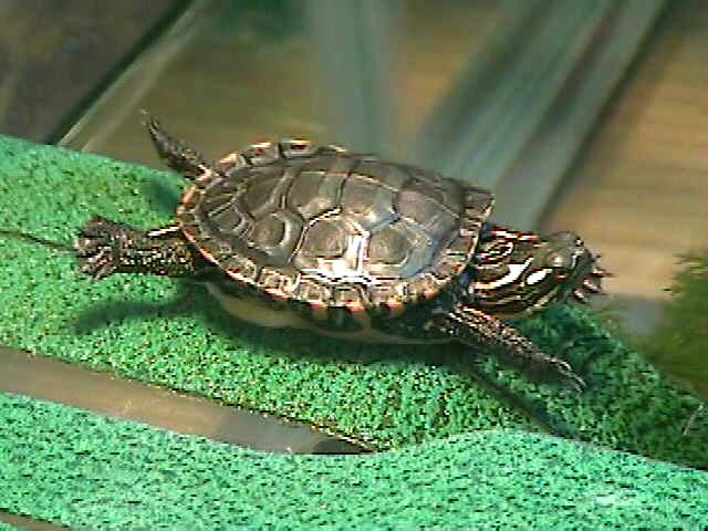 It's Super Turtle!