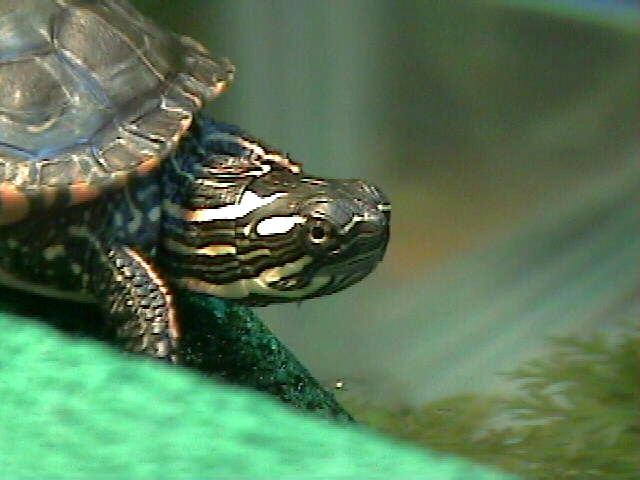 Young Midland Painted Turtle Basking