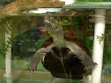 Female Reeve's Turtle In Specially Created Habitat