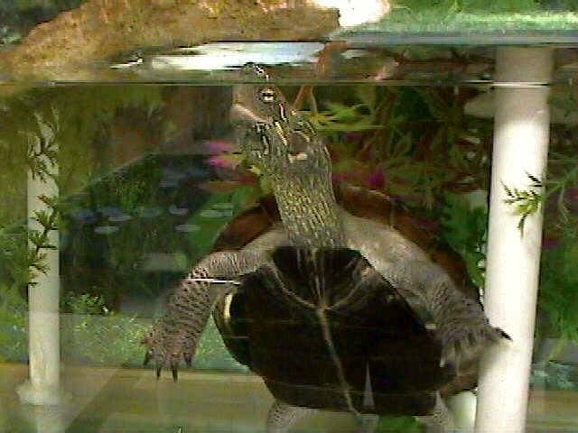 Female Reeve's Turtle In Specially Created Habitat