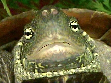 Close-up of Reeve's Turtle