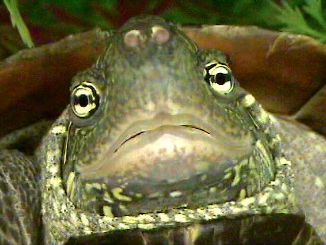 Close-up of Reeve's Turtle