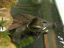 Reeve's Turtle Having a Peek At What's Going On